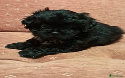 Malshi dogs for sale: Malshi 2 puppies boys - Advert 8