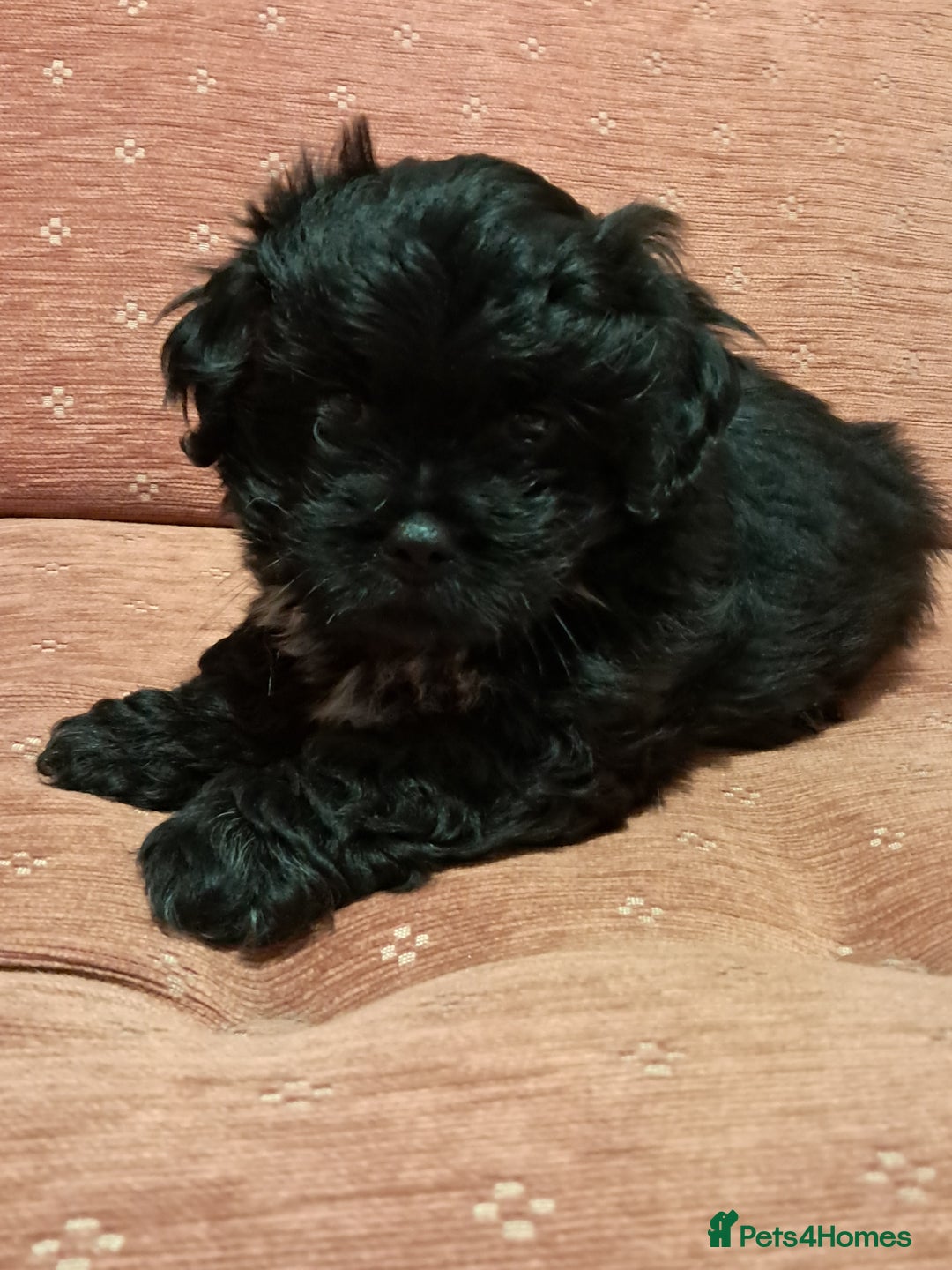 Malshi dogs for sale: Malshi 2 puppies boys - Advert 8