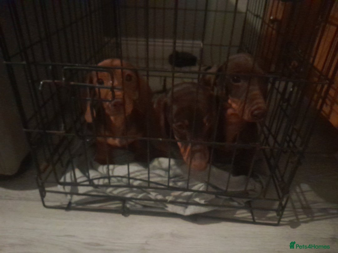 Miniature Dachshund dogs for sale: Miniature Dachshunds  in Diss - Image 15