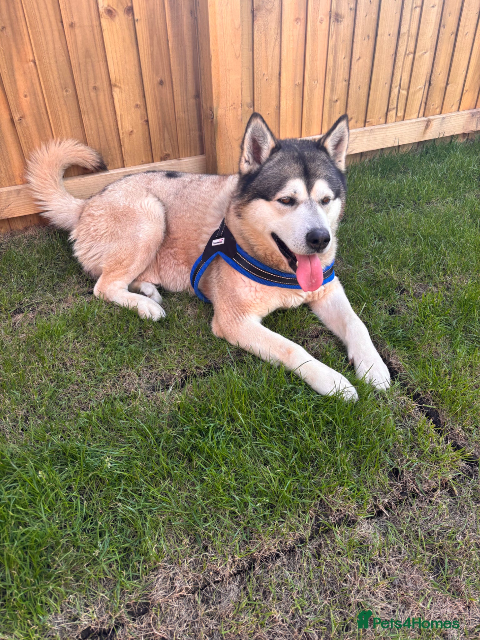 Siberian Husky dogs Husky for rehoming - Advert 4