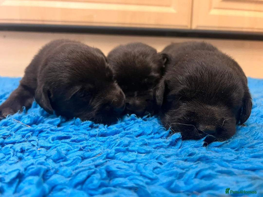 Labrador Retriever dogs for sale: Gorgeous chunky black Labrador puppies  - Advert 4