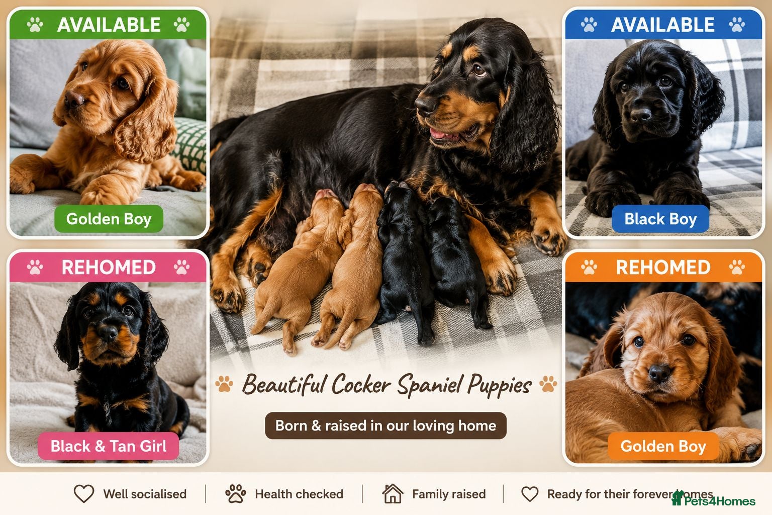 Cocker Spaniel dogs 🐾 Show Type Cocker Spaniel Boys – 2 Available - Advert 14