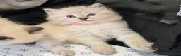 Ragdoll cats for sale: Ragdoll Kittens  in Newport - Advert 13