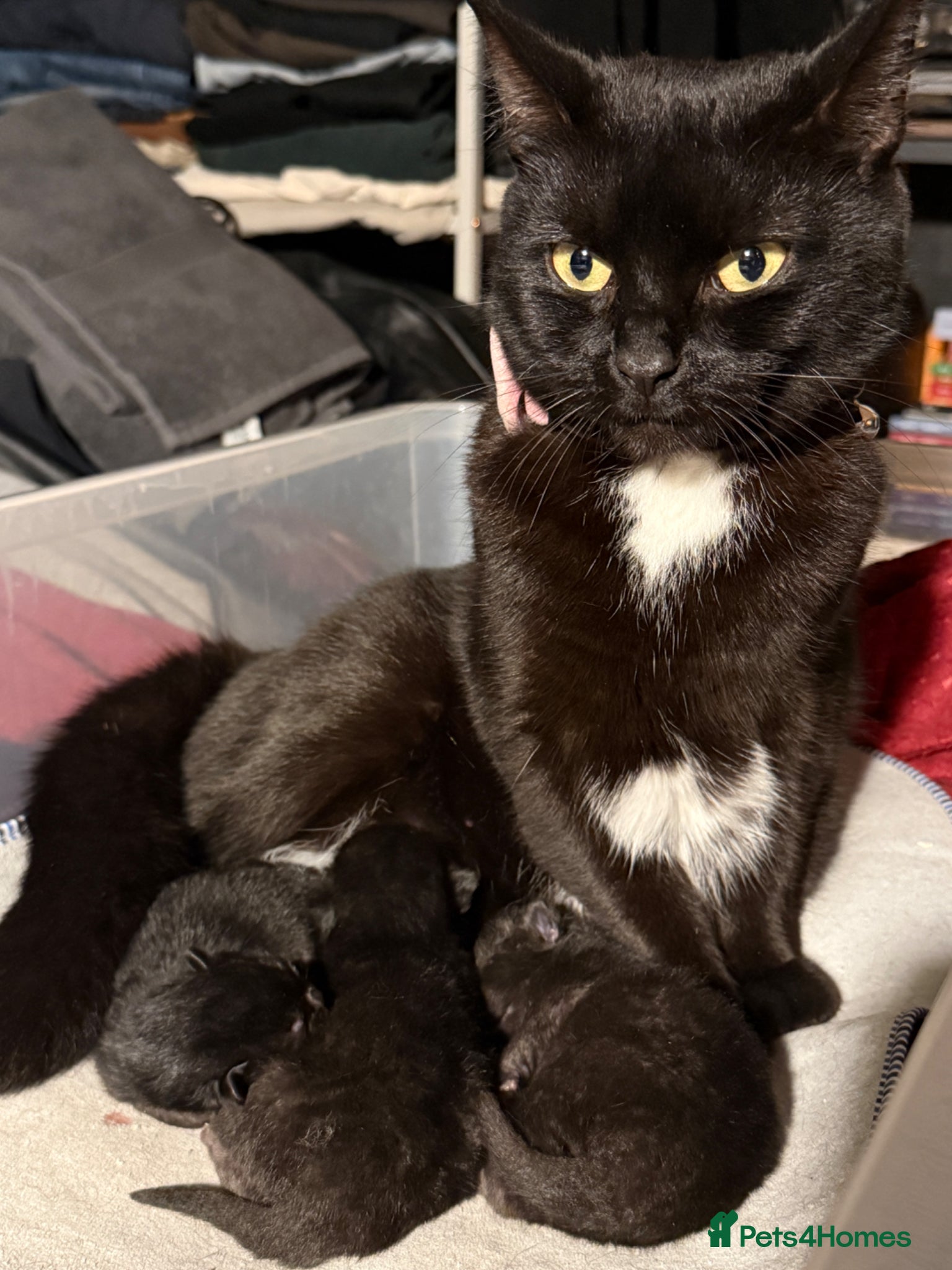 Domestic Shorthair cats 3 Adorable Kittens Looking for Lovely Homes - Advert 4