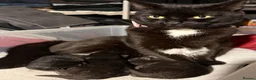 Domestic Shorthair cats for sale: 3 Adorable Kittens Looking for Lovely Homes - Advert 1