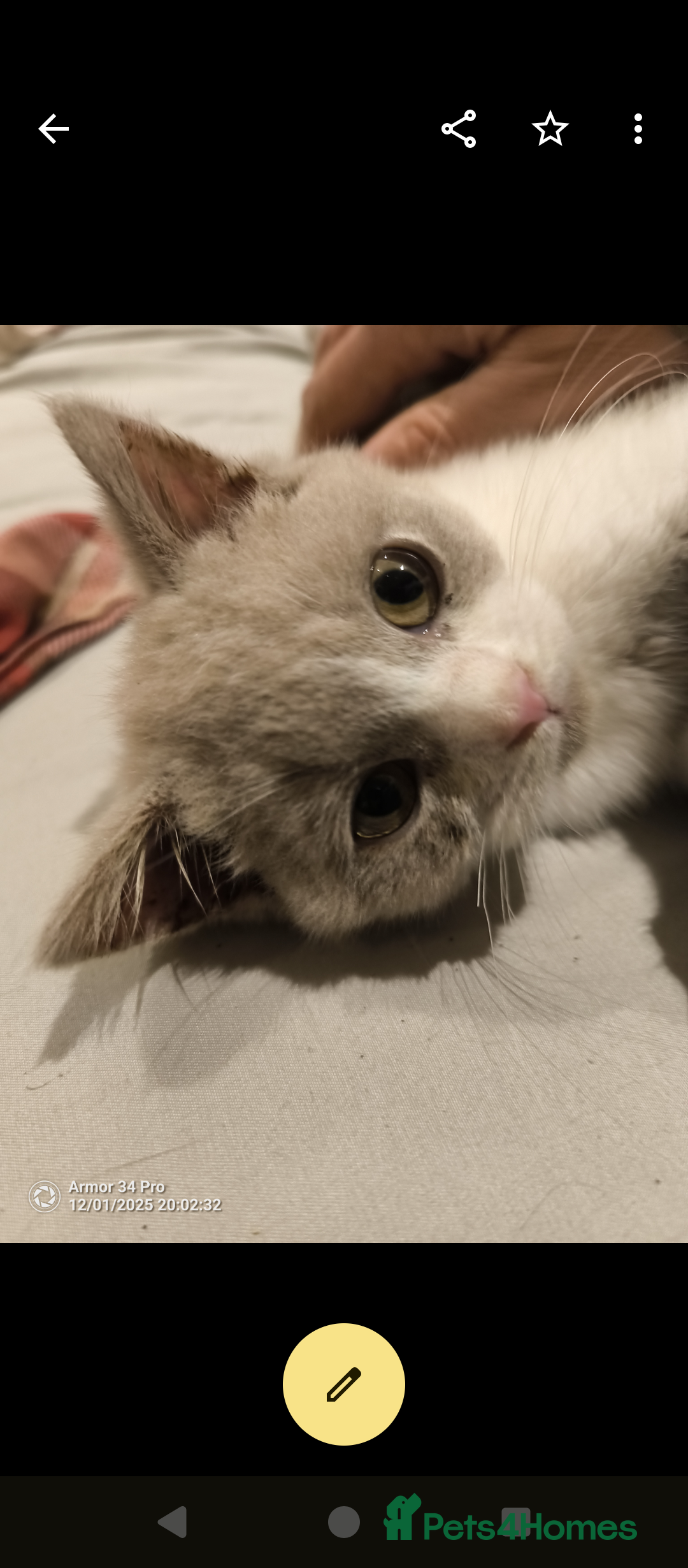 British Shorthair cats for sale: 3 beautiful little British short hair kittens   - Advert 4