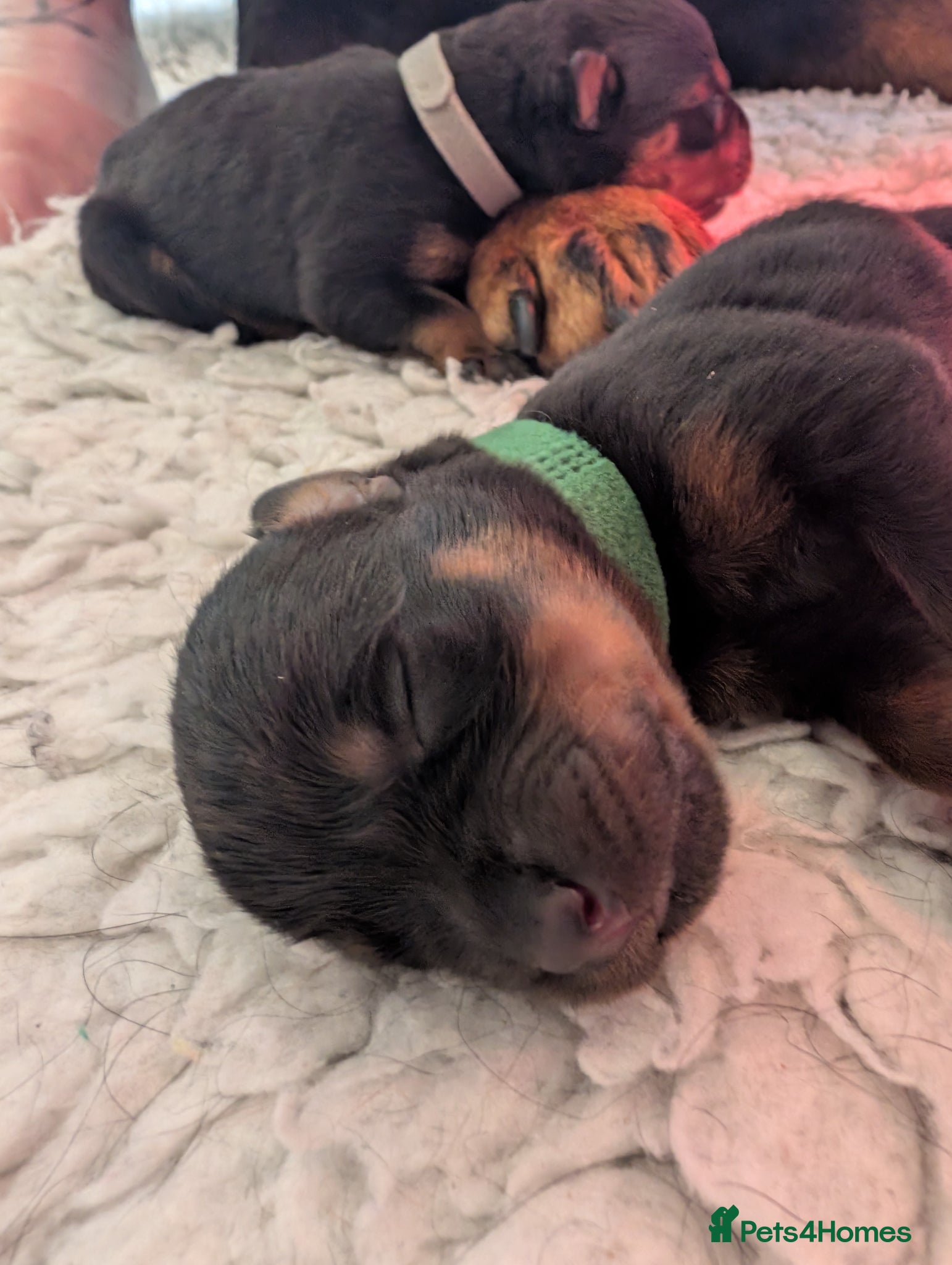 Rottweiler dogs KC Rottweiler puppies  - Advert 19