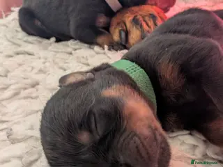 Rottweiler dogs KC Rottweiler puppies - Advert 19