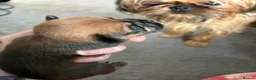Mixed Breed dogs for sale: griffon cross Chihuahua puppies in Darlington - Advert 16