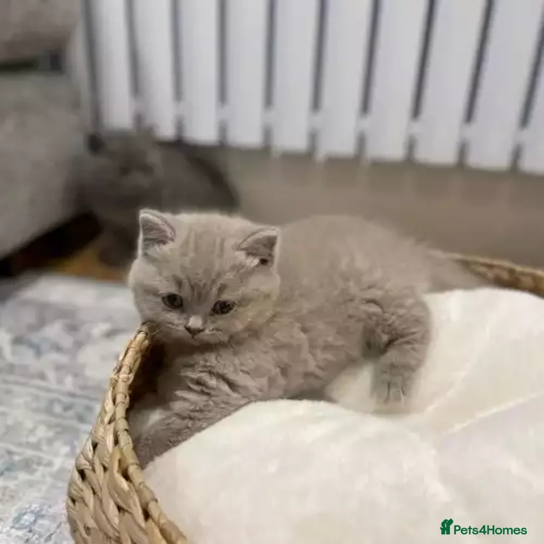 British Shorthair cats for sale: British Shorthair kittens - stunning litter - Advert 8