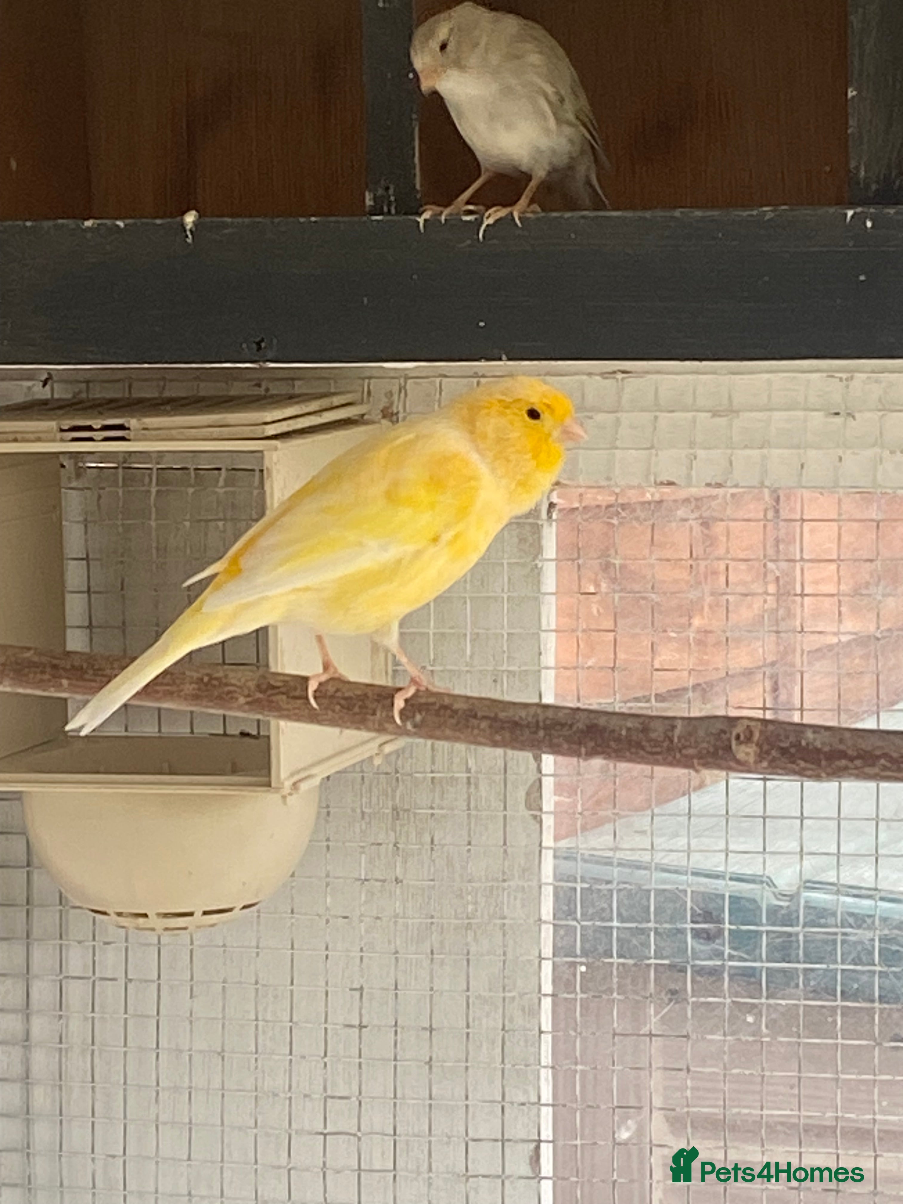 Canaries birds Canary  - Advert 13