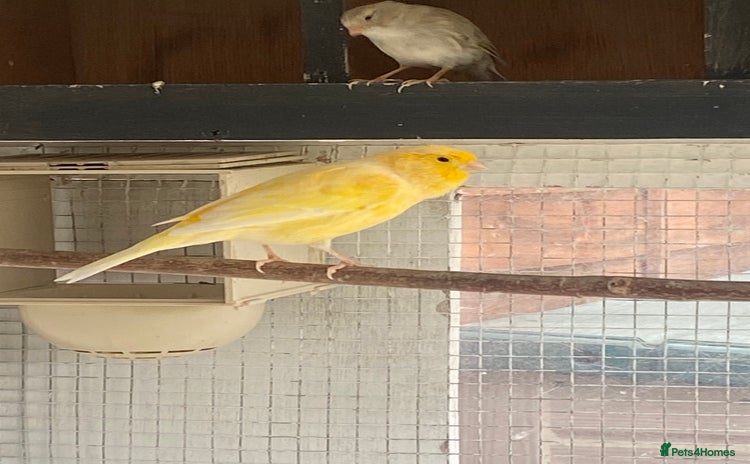 Canaries birds - Advert 12