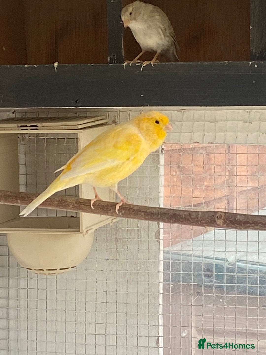 Canaries birds for sale: Canary  - Image 1
