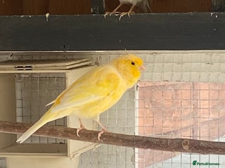 Canaries birds - Advert 13