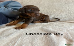 Dobermann dogs for sale: Beautiful European KC reg Doberman Puppies - Image 11