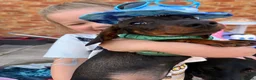 Miniature Dachshund dogs for sale: Gorgeous miniature dachshund - Advert 2