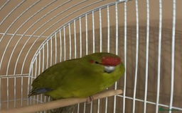 Parrots birds for sale: 2 kakariki parrots. 1 male 1 female - Image 2