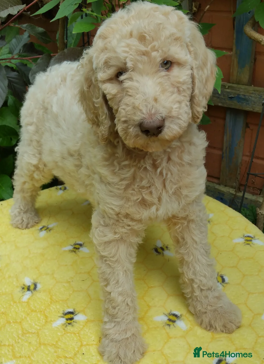 Labradoodle dogs for stud: Hypoallergenic Health Checked Labradoodle PROVEN😍 - Advert 15