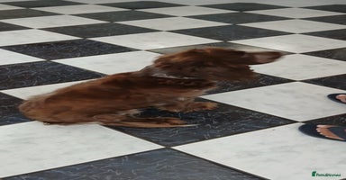 Cocker Spaniel dogs - Advert 12