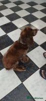 Cocker Spaniel dogs - Advert 10