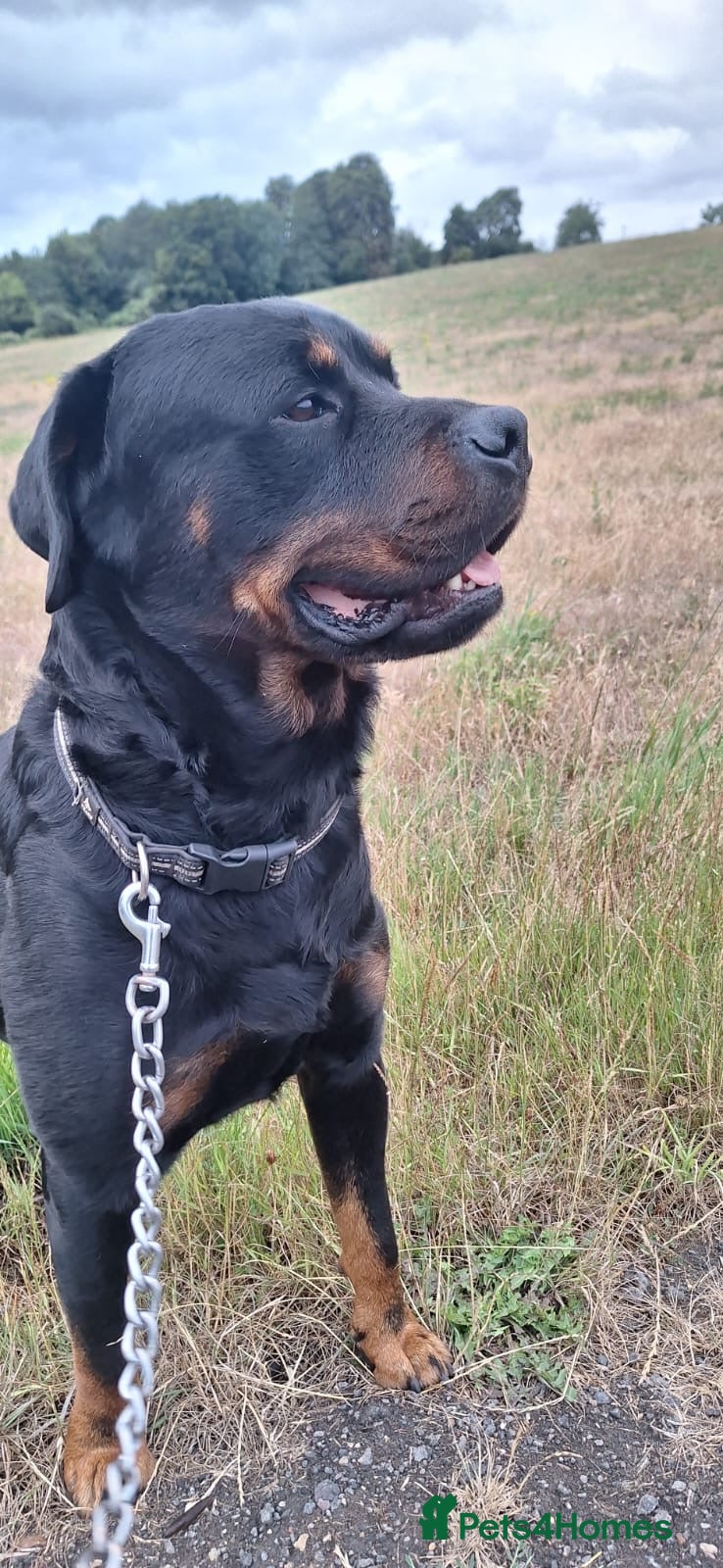 Rottweiler dogs Free to a forever home 3 years old  - Advert 2