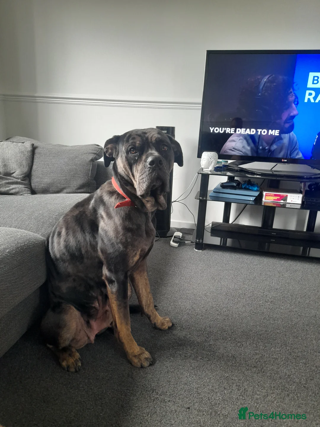 Mastiff dogs for adoption: Dotty looking for her forever home  - Advert 3