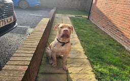 Mixed Breed dogs for sale: Lovely Family Dog & Great With Kids  - Image 2