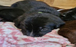 Mixed Breed dogs for sale: 1 dalmatian shepherd left - Image 9