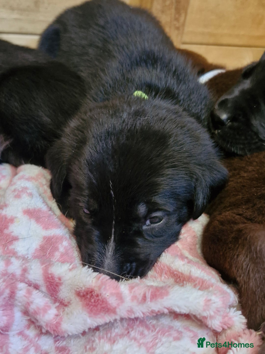 Mixed Breed dogs for sale: 1 dalmatian shepherd left - Image 9