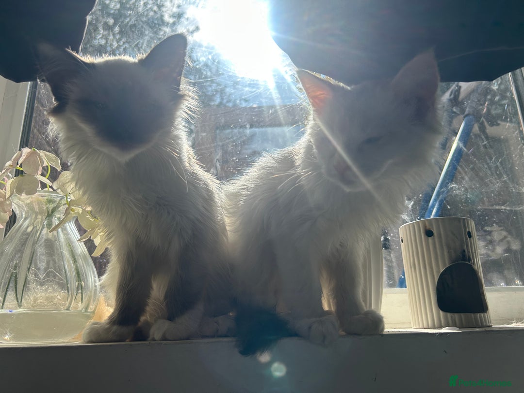 Ragdoll cats for sale: X3 Ragdolls (flame point, bicolour and seal point) - Image 6