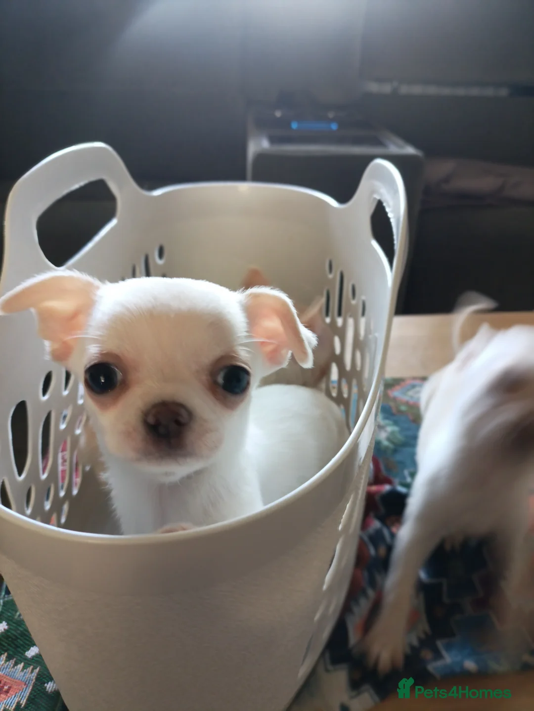 Chihuahua dogs for sale: please read description - Advert 20