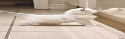 Ragdoll cats for sale: Most amazing ragdoll kitten - Advert 5