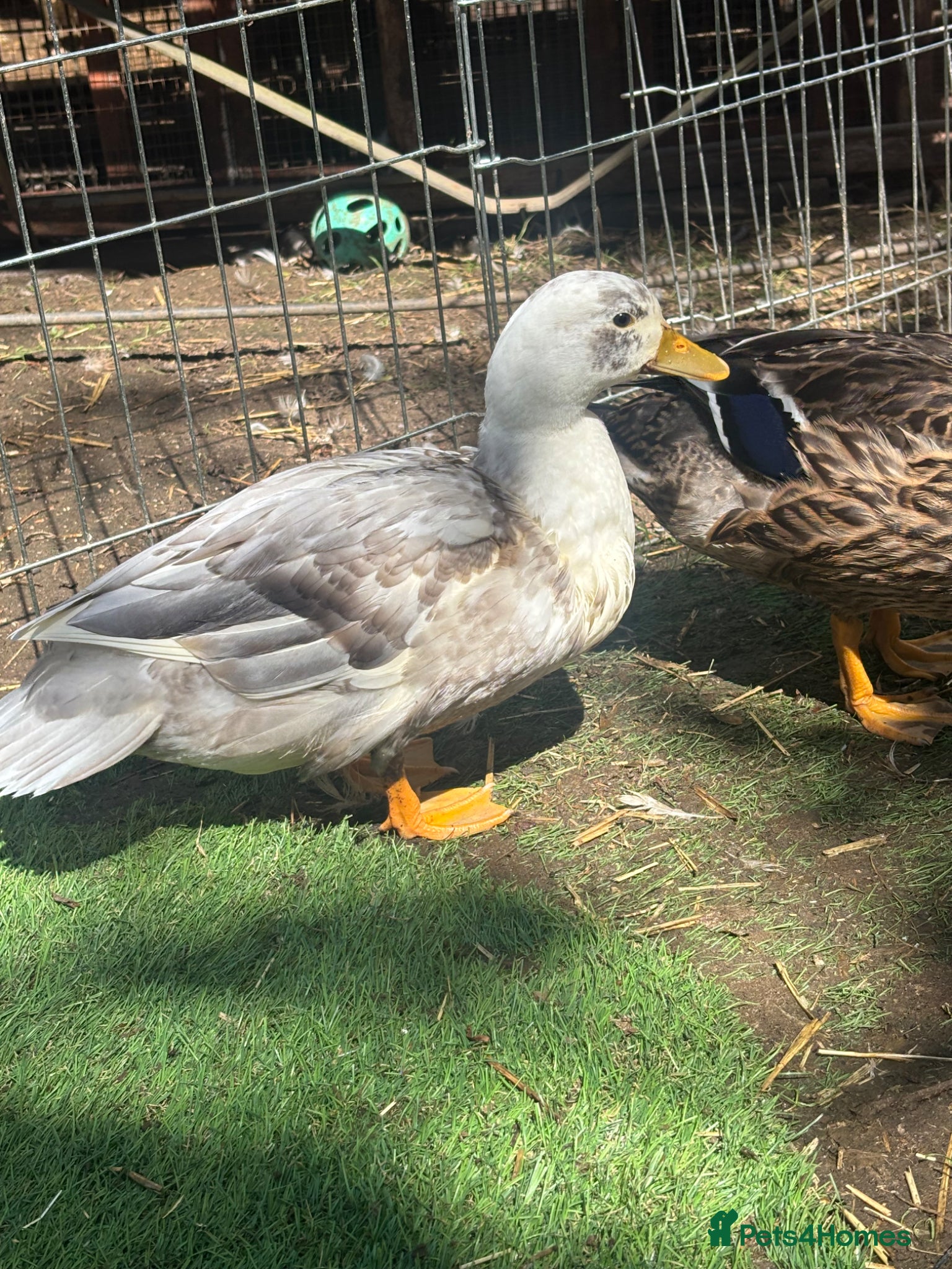 Ducks poultry for sale: Drake Call Ducks  - Advert 10