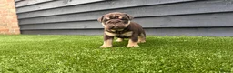 English Bulldog dogs for sale: English Bulldog Puppies - Advert 35