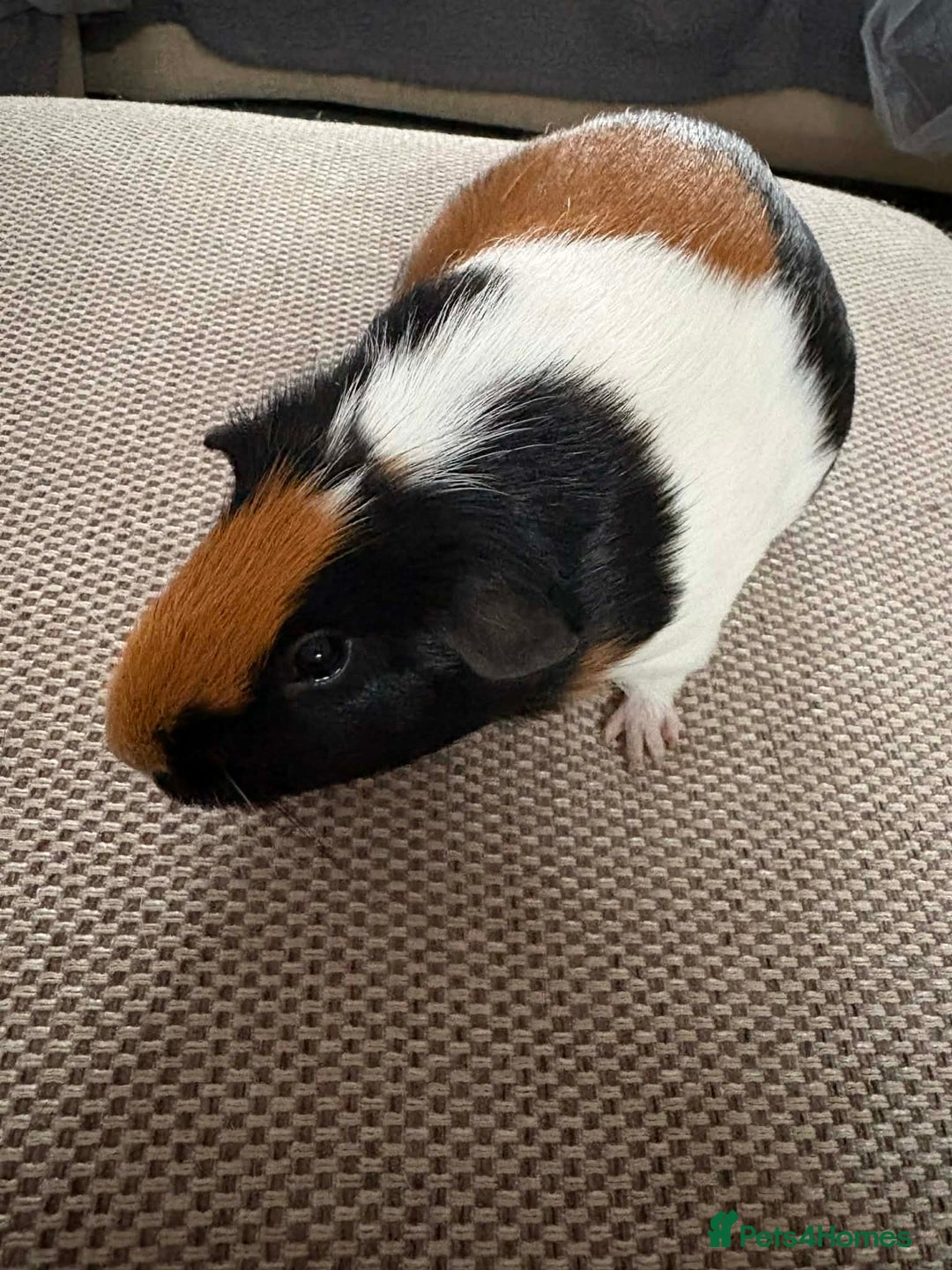 Guinea Pig rodents for sale: Adult and baby guinea pigs - Advert 5