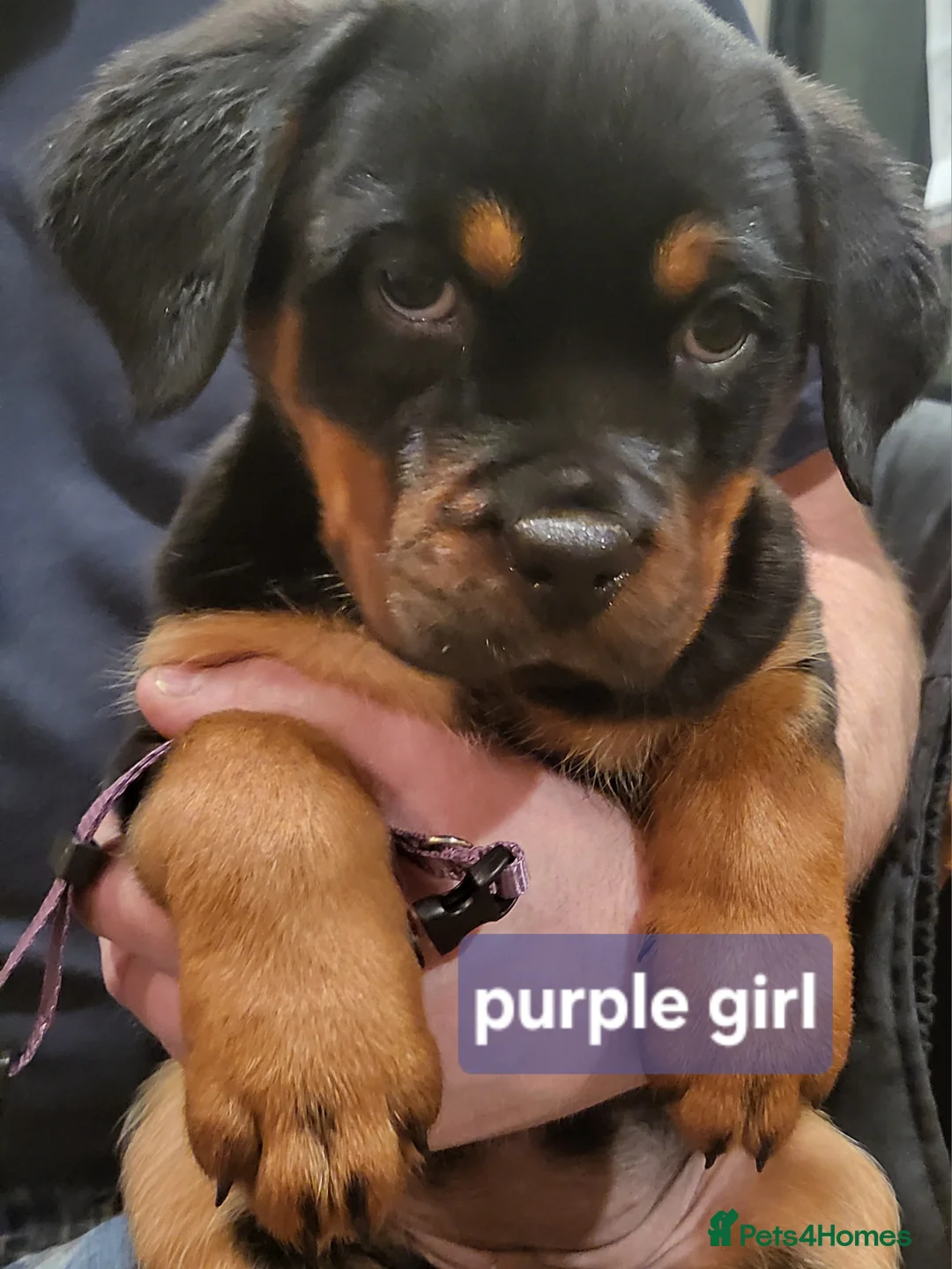 Rottweiler dogs for sale: Chunky Rottweiler Puppies - Advert 3