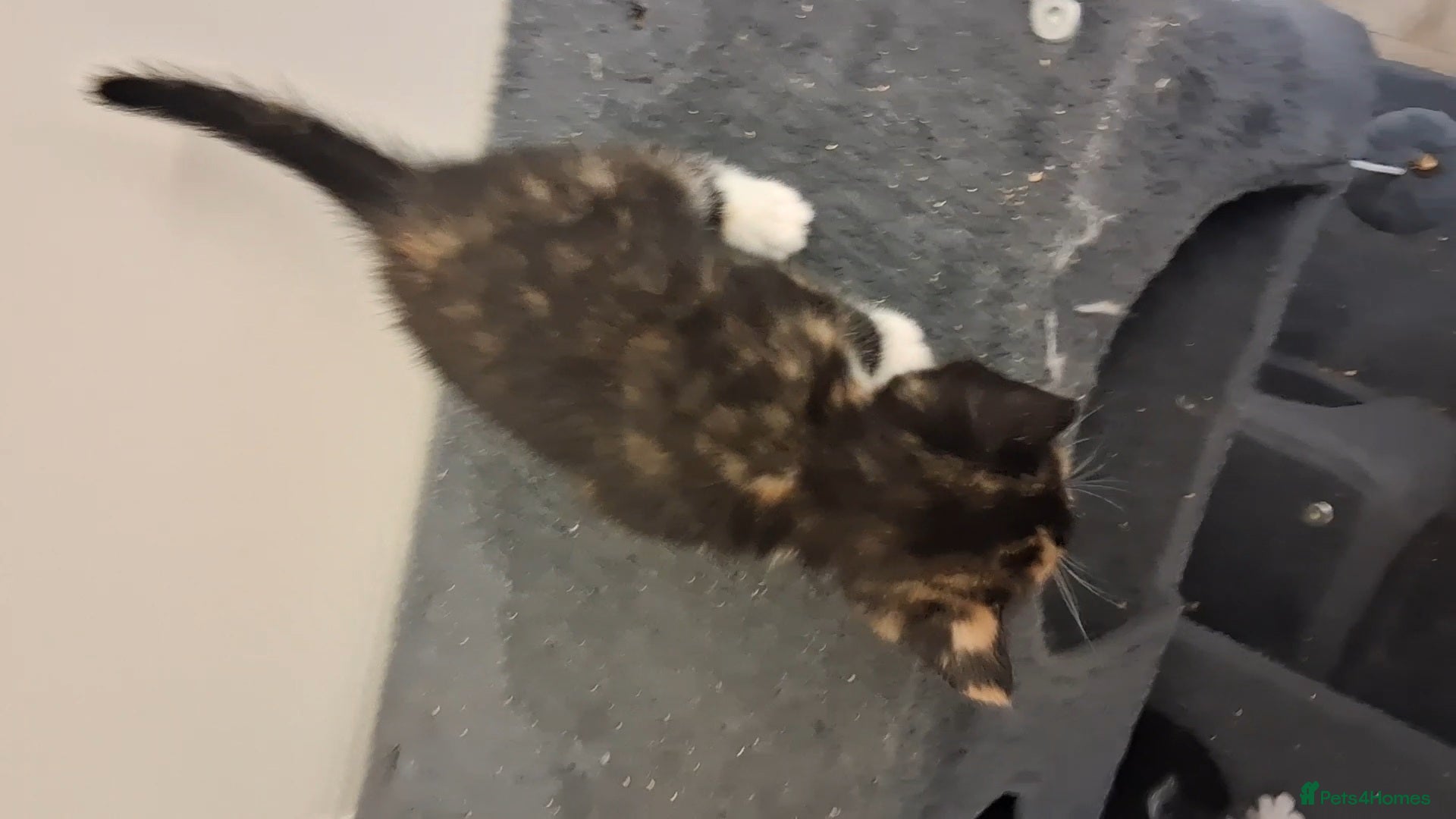 Domestic Shorthair cats for sale: 2 BEAUTIFUL KITTENS AND MUM AVAILABLE - Advert 15