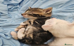 Mixed Breed cats for sale: Kittens Available to Reserve - Image 15