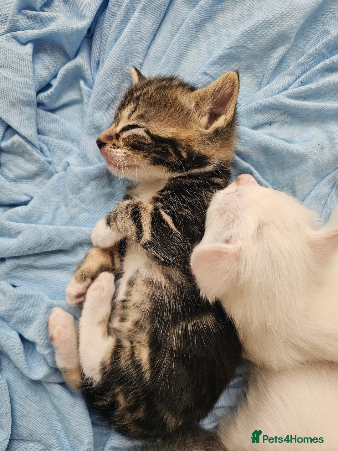 Mixed Breed cats for sale: Kittens Available to Reserve - Image 15