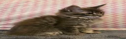 Maine Coon cats for sale: Gorgeous, sociable maine coon kittens  - Advert 36