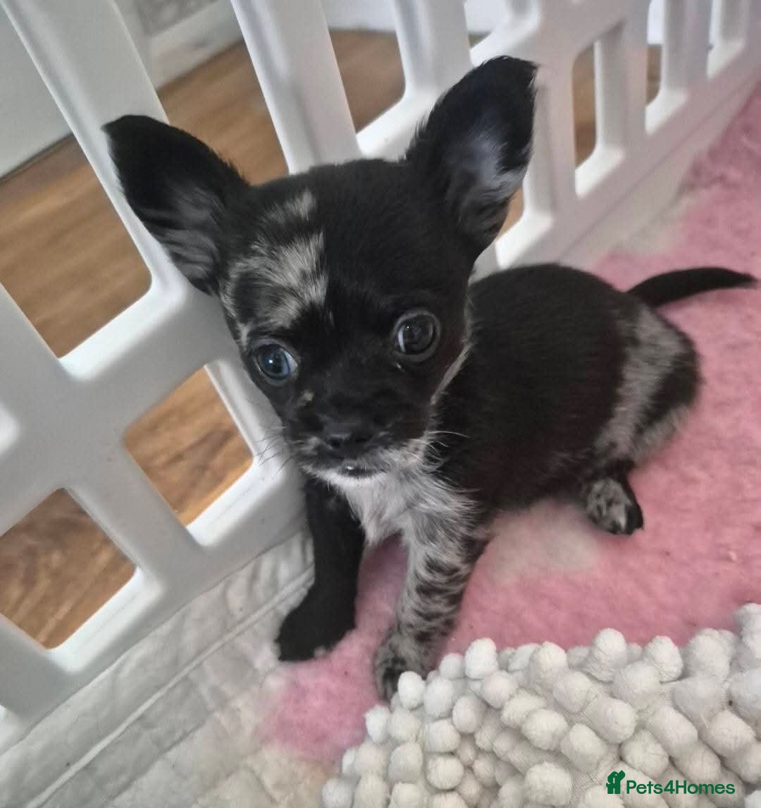 Chihuahua dogs for sale: 3 beautiful tiny pure breed chihuahua  - Advert 14