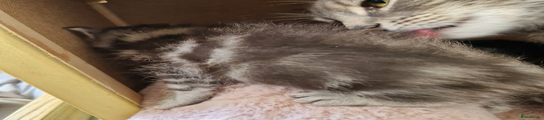 Ragdoll Kitten 1