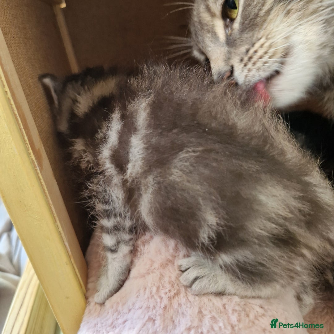 Ragdoll cats for sale: Ragdoll cross kittens - Image 5