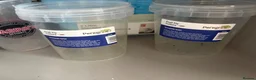 Frog reptiles for sale: Female Dart Frog & Full Bioactive  - Advert 13