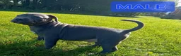 Staffordshire Bull Terrier dogs for sale: Blue Staffordshire bull terrier puppies in Birmingham - Advert 10