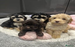 Cockapoo dogs for sale: Beautiful F1 Cockapoo puppies  - Image 16