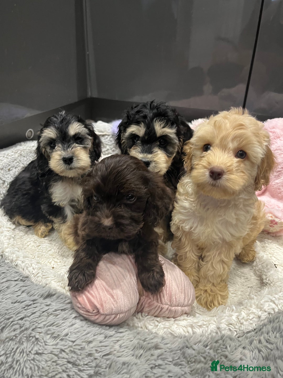 Cockapoo dogs for sale: Beautiful F1 Cockapoo puppies  - Image 16