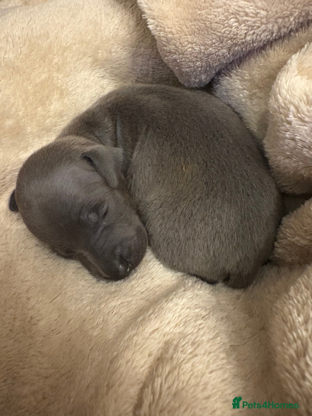 Italian Greyhound dogs for sale: KC Italian Greyhound Puppies  - Image 12