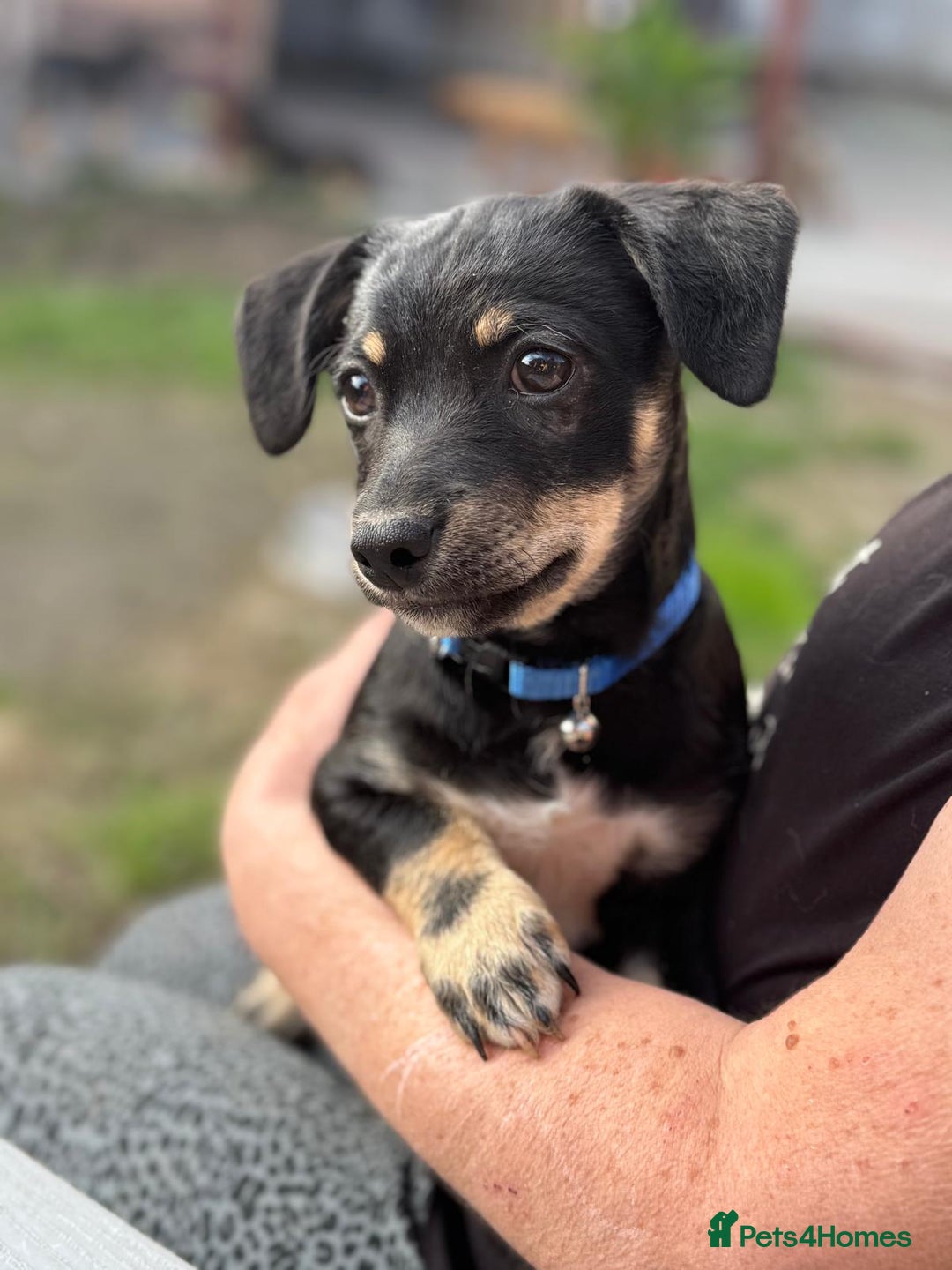 Mixed Breed dogs for adoption: OBI - a Lovely little puppy boy for a Loving Home - Image 5