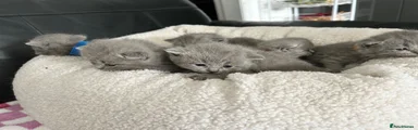 British Shorthair 4 black collar